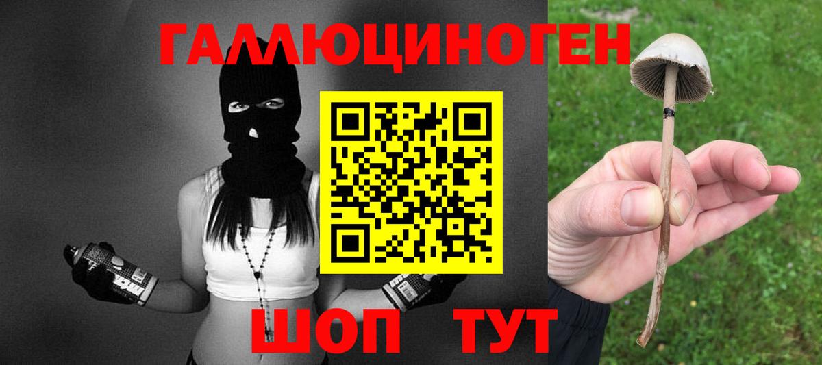 Псилоцибиновые грибы Psilocybe Буйнакск